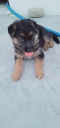 Want to sell German Shepherd puppy