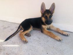 2 months old GSD puppy for sale in Rajajinagar, Bengaluru