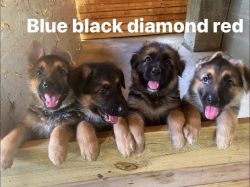 Pure blood tan/black German Shepherd puppie.