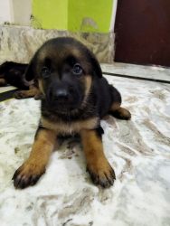 35 days old german Shepherd puppies for sale