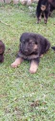 German shepherd puppies for sale (Urgent)