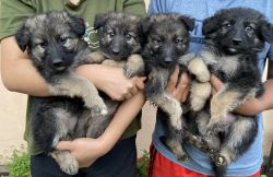 GSD long coat puppies for sale