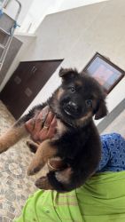 German Shepered Long coat female puppies for sale