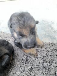 German shepherd Show quality puppies for sale