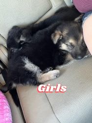 Purebred German shepherd puppies