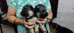 Top Quality Double Coat German Shephard Puppies available in Roorkee