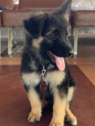 Double coated long haired German Shepard puppies
