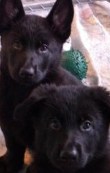 rare Solid Black german shepherd puppies