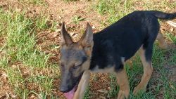 Puppies for sale male and female