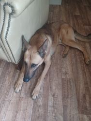 2 yr old german shepherd mix great with kids and dogs