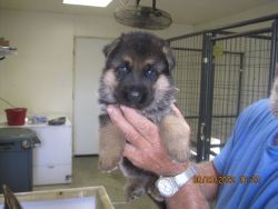 german shepherd puppies for sale $800.00