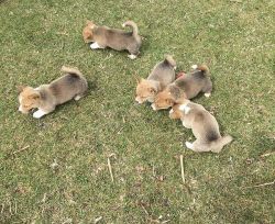 AKC Triple Clear Corgis With Natural Tails