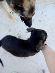 German Shepherd Need A happy, forever home. I Have 3 Girls and 2 boys