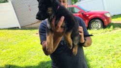 German Shepherd puppies available July 13th