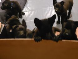 Black Western German Shepherd Puppies