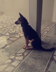 I want to sell my german shepherd dog. He is 1 year and 5 months old.