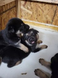 Ckc German Shepherd puppies