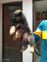 Double coat gsd pup's Available