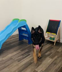 8 month old German Shepard needs loving and active home.