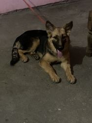 Pair of GSD with short hair
