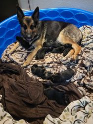 German Shepherd puppies for sale in Colorado Springs. Available 7/19