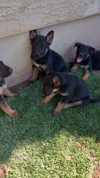 Little puppies beautiful and healthy German Shepherds