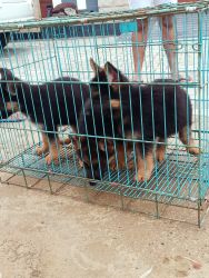 German shepherd Show quality puppies for sale