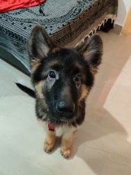 GSD Long Coat Female 3months old with 3 vaccine done