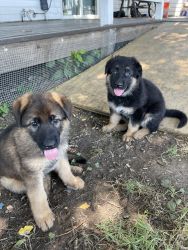 UKC Female GSD puppies - personal protection and family dogs