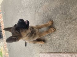 AKC Registered Female German Shepherd Puppy for Sale Up To Date on Sho
