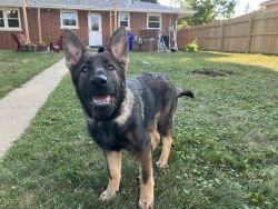 Crate Trained 5 Month Old German Shepherd!