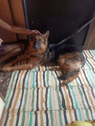Selling Of My gsd