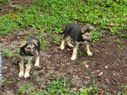 Tennessee Shepherd Black/Tan puppies