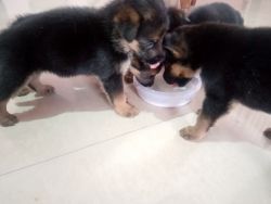 German shepherd male and female puppies available