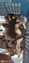 Urgent selling German shepherd puppies Double coated