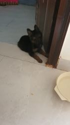 1.5 month old gsd puppy Dehradun. One vaccination done. Deworming don