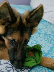 Want to sell GSD puppy of 4months