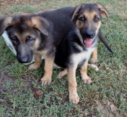 Adorable gsds