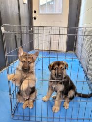 Purebred GSD Puppies