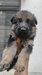 Cute 40 days old German shepherd