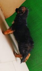 50 days puppy for sale