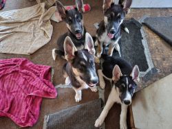 Husky/Shepherd Puppies