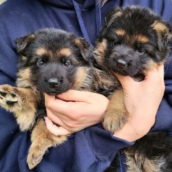 German Shepard Puppies Available for sale.