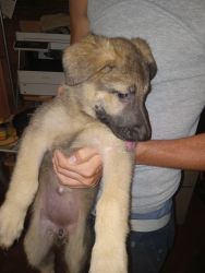 German sheppard puppies needing new homes small rehoming fee.