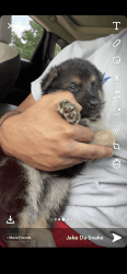 Full breed German Shepard puppies for sell