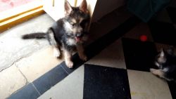 Puppies for sale GSD