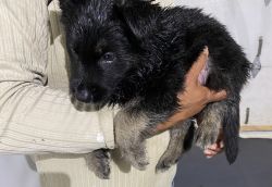 German shepherds puppies for sale