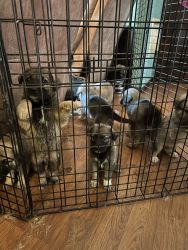 German shepherd and Great Pyrenees mix puppies