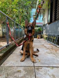 Fully trained gsd male puppy of 5 months age.