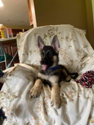 For sell full blooded German Shepherd puppy